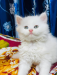 Traditional Persian Kittens